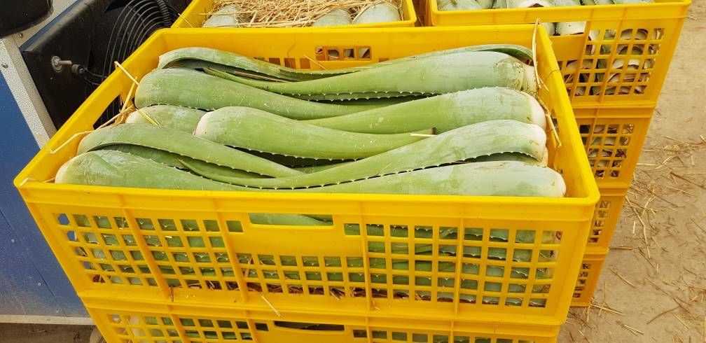 پرورش گیاه دارویی آلوئه‌ورا 4