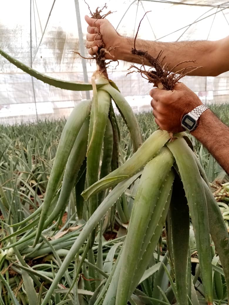 پرورش گیاه دارویی آلوئه‌ورا 3