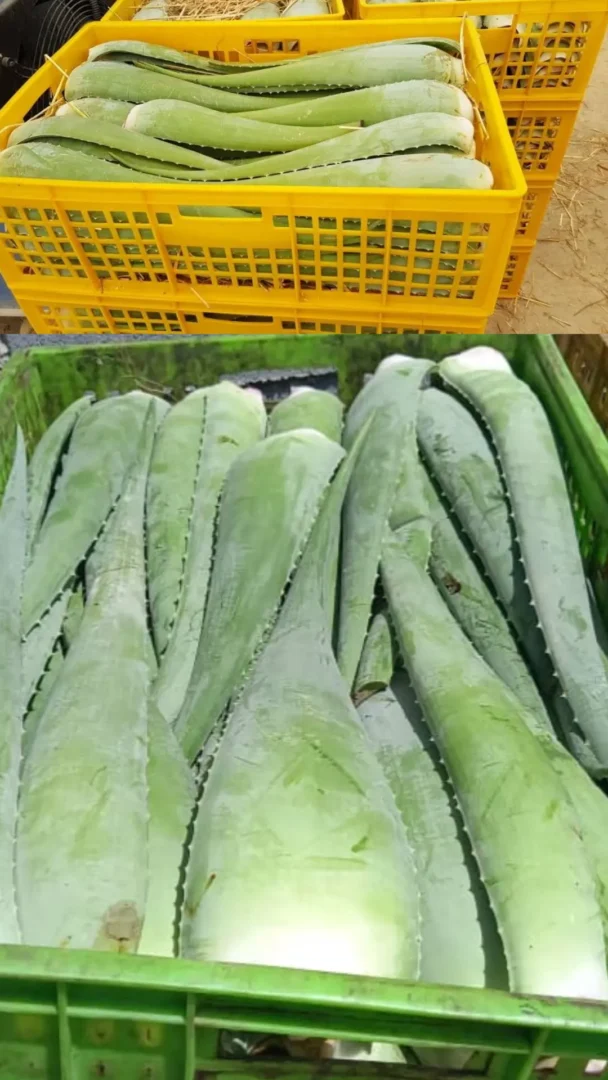 پرورش گیاه دارویی آلوئه‌ورا 6