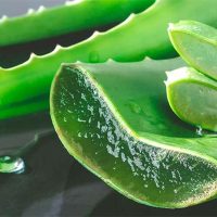 پرورش گیاه دارویی آلوئه‌ورا