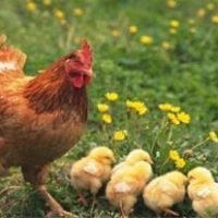 مرغ بومی تخم گذار فروش مرغ تخم گذار