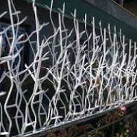 حفاظ شاخ گوزنی