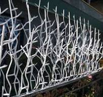 حفاظ شاخ گوزنی