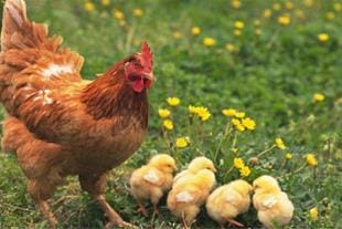 مرغ بومی تخم گذار فروش مرغ تخم گذار