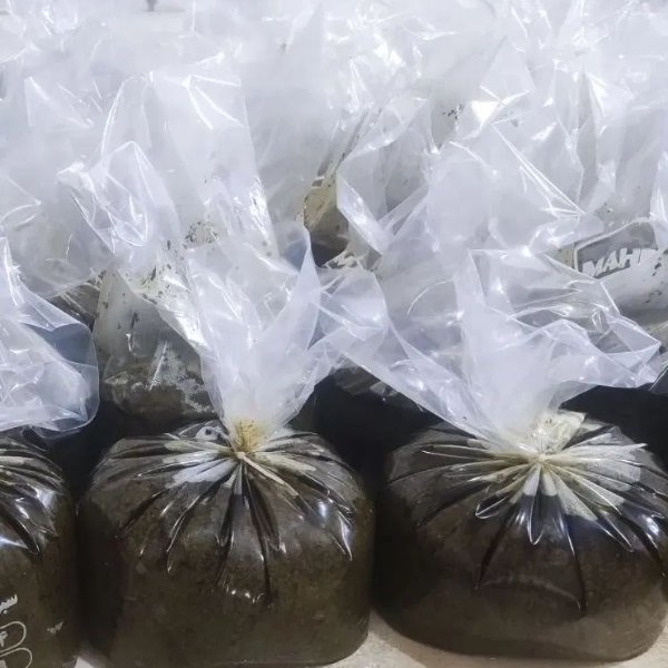 سبزی قورمه سرخ شده