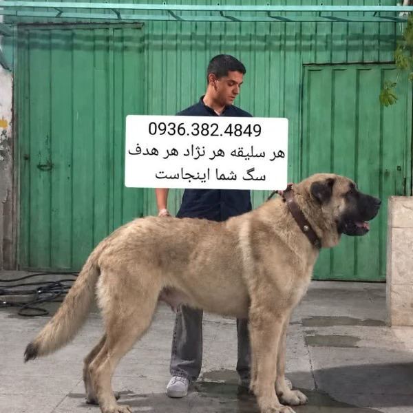 باشگاه سگ های نگهبان . Delta dog