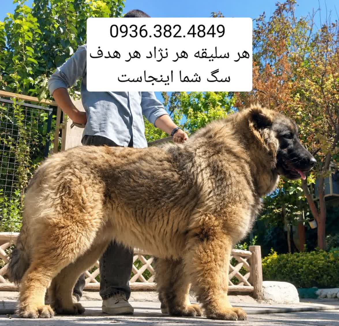 باشگاه سگ های نگهبان . Delta dog 2