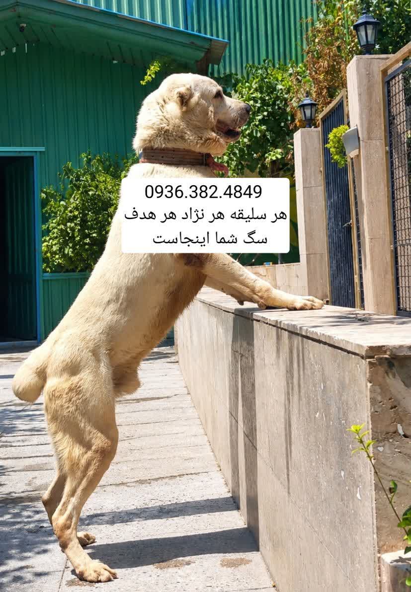 باشگاه سگ های نگهبان . Delta dog 3