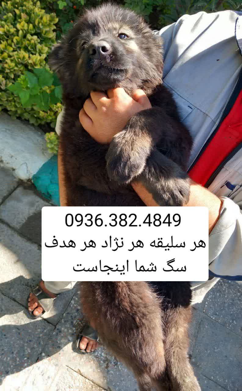 باشگاه سگ های نگهبان . Delta dog 4
