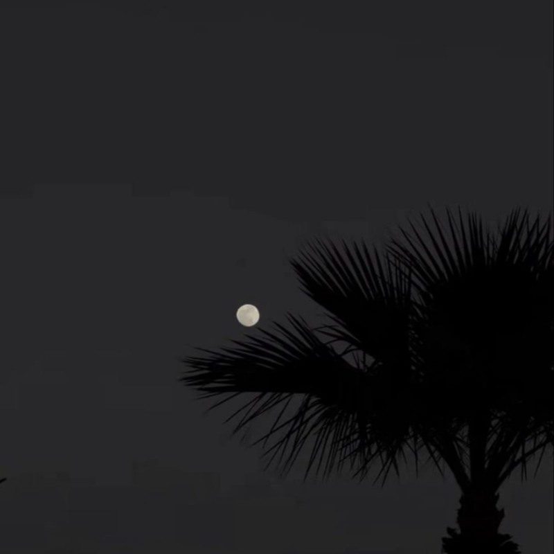 ملیکاموسوی